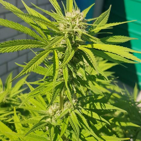 Unknown strain growlog photo