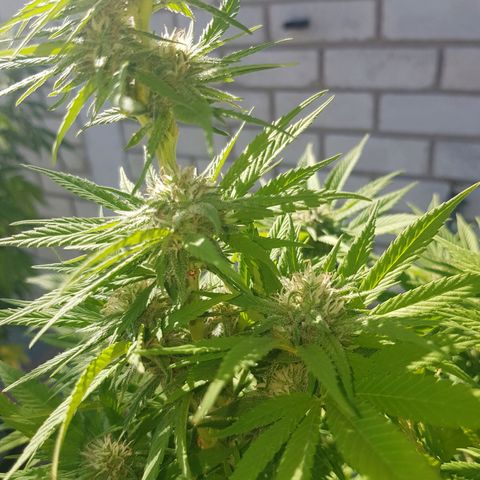 Unknown strain growlog photo: About 4 or 5 weeks into flower