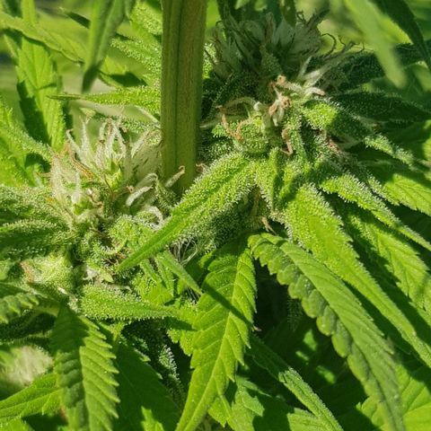 Unknown strain growlog photo: About 4 or 5 weeks into flower