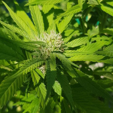 Unknown strain growlog photo: About 4 or 5 weeks into flower