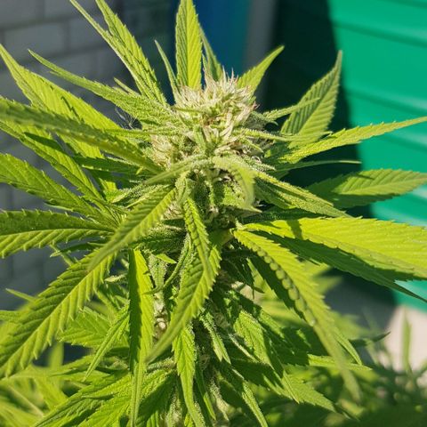 Unknown strain growlog photo: About 4 or 5 weeks into flower