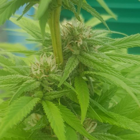 Unknown strain growlog photo: Heavy rain this morning for a few hours