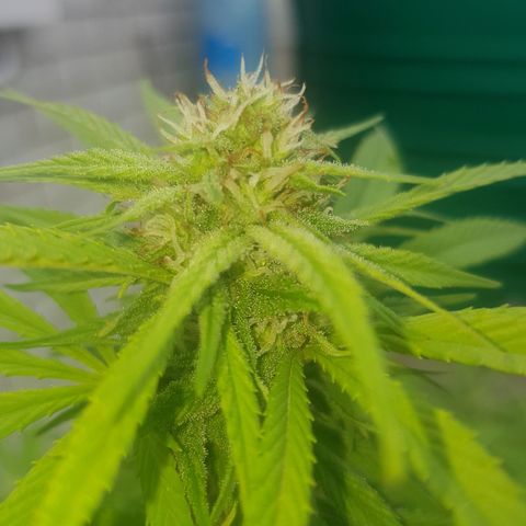 Unknown strain growlog photo: Heavy rain this morning for a few hours