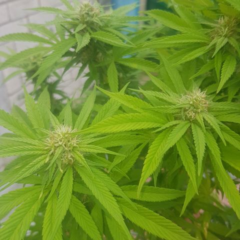 Unknown strain growlog photo: Heavy rain this morning for a few hours