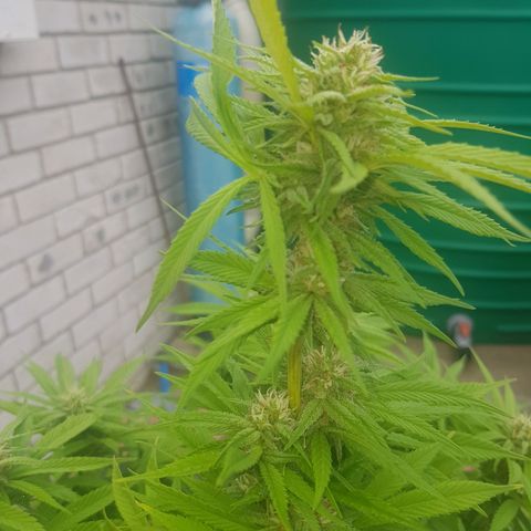 Unknown strain growlog photo: Heavy rain this morning for a few hours