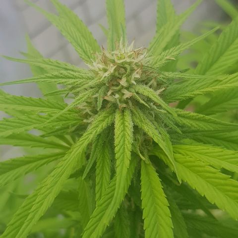 Unknown strain growlog photo: Heavy rain this morning for a few hours