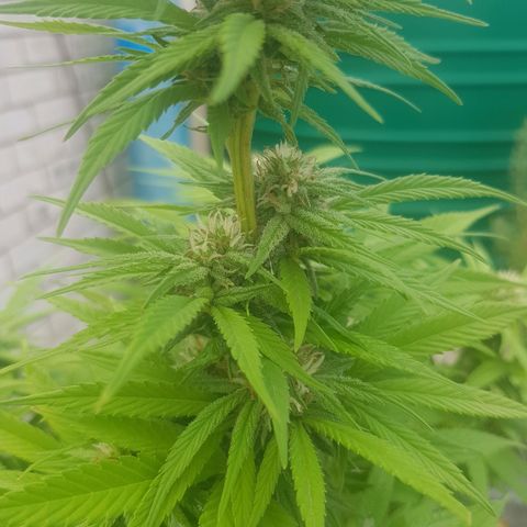 Unknown strain growlog photo: Heavy rain this morning for a few hours