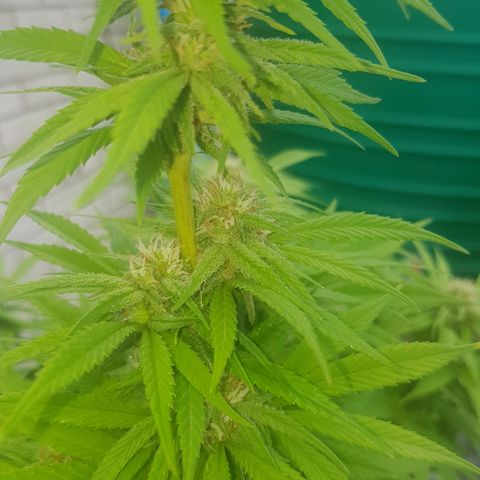 Unknown strain growlog photo: Heavy rain this morning for a few hours