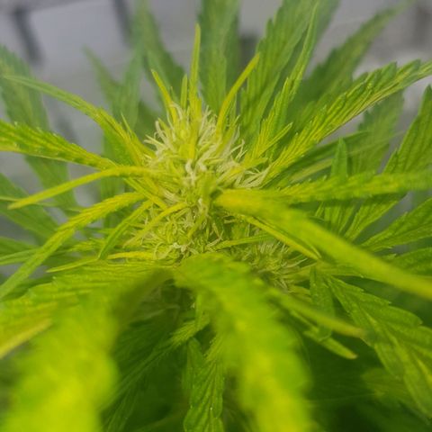 Durban Poison growlog photo