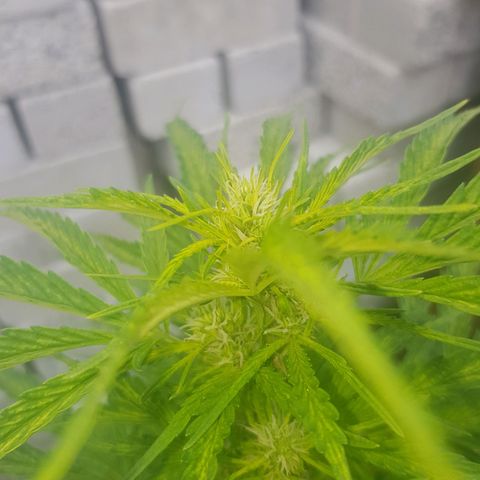 Durban Poison growlog photo