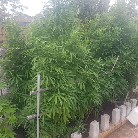 2 Big growlog in Outdoor