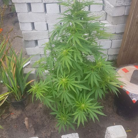 Durban Poison growlog in Outdoor