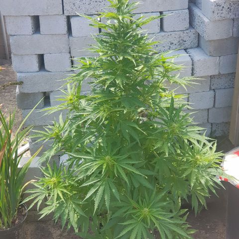 Durban Poison growlog timeline photo