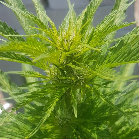 Durban Poison growlog photo