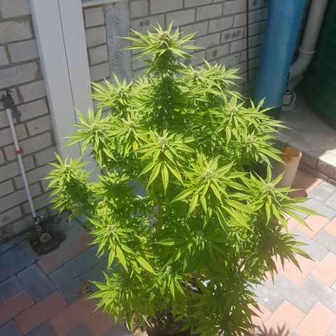 Unknown strain growlog timeline photo