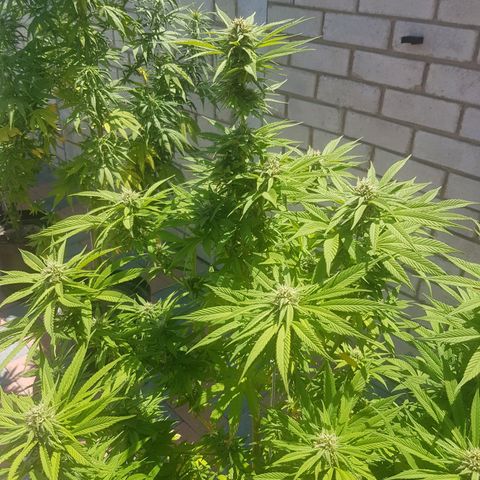 Unknown strain growlog timeline photo