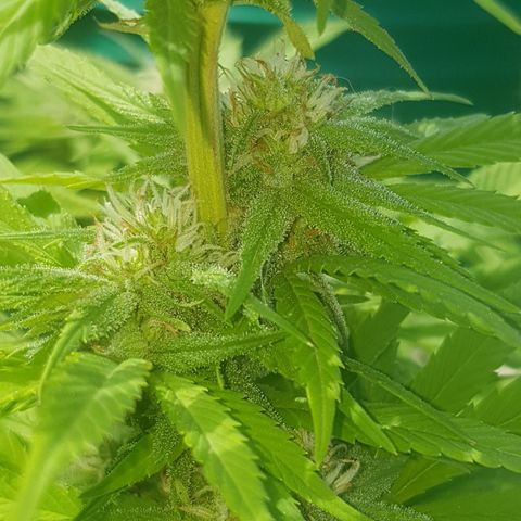 Unknown strain growlog timeline photo