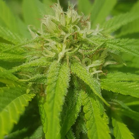 Unknown strain growlog timeline photo