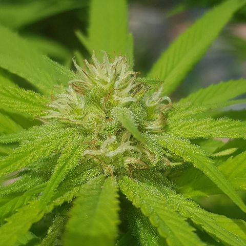 Unknown strain growlog timeline photo
