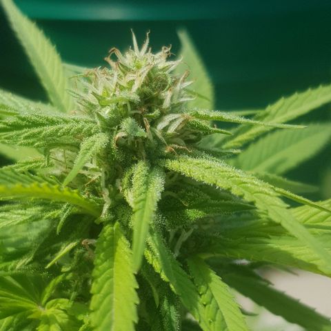 Unknown strain growlog timeline photo