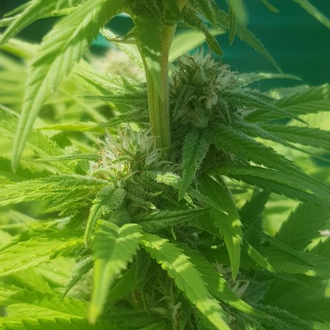 Unknown strain growlog timeline photo