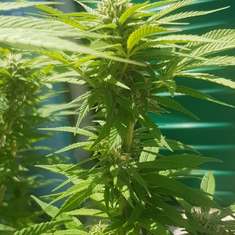 Unknown strain growlog timeline photo