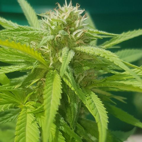 Unknown strain growlog timeline photo