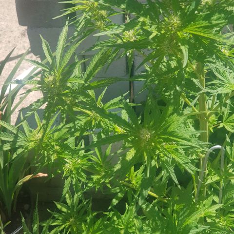 Durban Poison growlog photo: Removed fan leaves