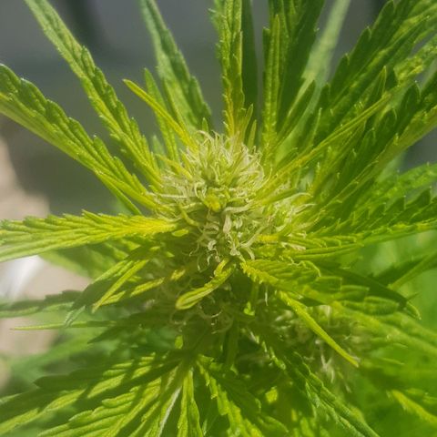 Durban Poison growlog photo: Removed fan leaves
