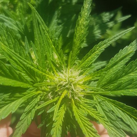 Durban Poison growlog photo: Removed fan leaves