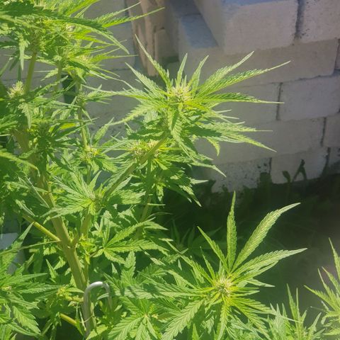 Durban Poison growlog photo: Removed fan leaves