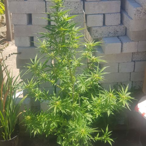 Durban Poison growlog photo: Removed fan leaves