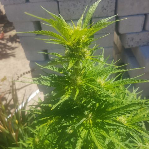 Durban Poison growlog photo: Removed fan leaves