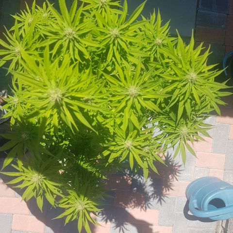 Unknown strain growlog photo: More trichromes every day,almost looks like snow and it still has a long way to go, cant get good photos to show how much trichromes there actually is