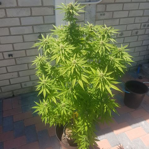 Unknown strain growlog photo: More trichromes every day,almost looks like snow and it still has a long way to go, cant get good photos to show how much trichromes there actually is