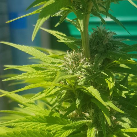 Unknown strain growlog photo: More trichromes every day,almost looks like snow and it still has a long way to go, cant get good photos to show how much trichromes there actually is