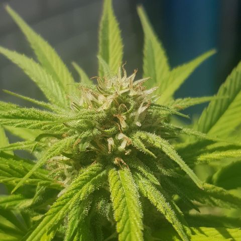 Unknown strain growlog photo: More trichromes every day,almost looks like snow and it still has a long way to go, cant get good photos to show how much trichromes there actually is
