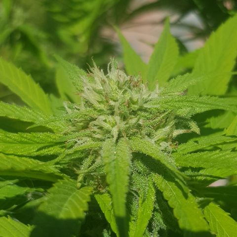Unknown strain growlog photo: More trichromes every day,almost looks like snow and it still has a long way to go, cant get good photos to show how much trichromes there actually is