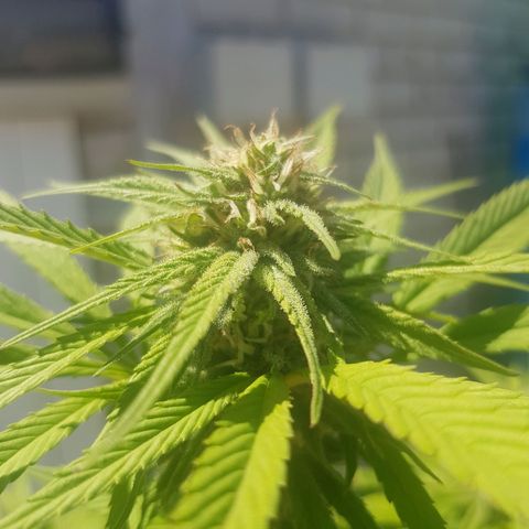 Unknown strain growlog photo: More trichromes every day,almost looks like snow and it still has a long way to go, cant get good photos to show how much trichromes there actually is