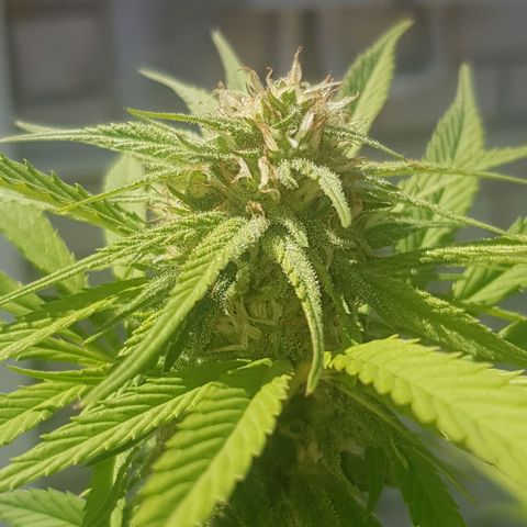 Unknown strain growlog photo: More trichromes every day,almost looks like snow and it still has a long way to go, cant get good photos to show how much trichromes there actually is