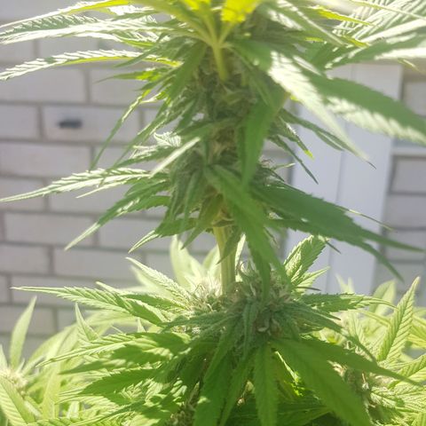 Unknown strain growlog photo: More trichromes every day,almost looks like snow and it still has a long way to go, cant get good photos to show how much trichromes there actually is
