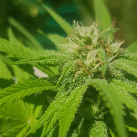 Unknown strain growlog photo: More trichromes every day,almost looks like snow and it still has a long way to go, cant get good photos to show how much trichromes there actually is