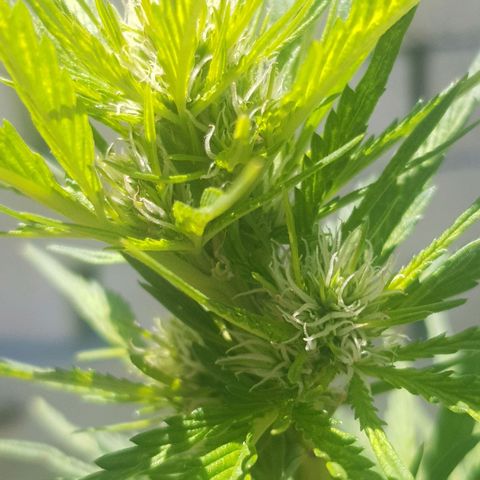 Durban Poison growlog timeline photo