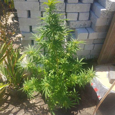 Durban Poison growlog timeline photo
