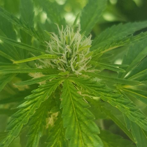 Durban Poison growlog timeline photo
