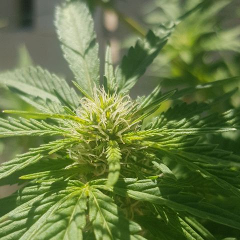 Durban Poison growlog timeline photo