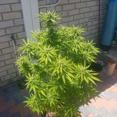 Unknown strain growlog timeline photo