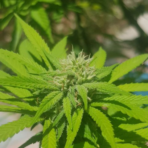 Unknown strain growlog timeline photo