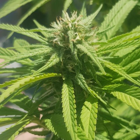 Unknown strain growlog timeline photo