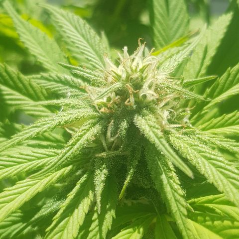 Unknown strain growlog timeline photo